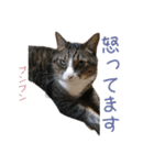 かわいい猫様の写真のスタンプ（個別スタンプ：12）