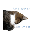 かわいい猫様の写真のスタンプ（個別スタンプ：13）
