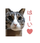 かわいい猫様の写真のスタンプ（個別スタンプ：14）