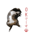 かわいい猫様の写真のスタンプ（個別スタンプ：15）