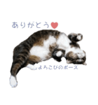 かわいい猫様の写真のスタンプ（個別スタンプ：17）