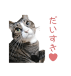 かわいい猫様の写真のスタンプ（個別スタンプ：18）