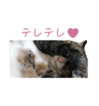 かわいい猫様の写真のスタンプ（個別スタンプ：19）