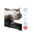 かわいい猫様の写真のスタンプ（個別スタンプ：20）