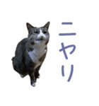 かわいい猫様の写真のスタンプ（個別スタンプ：21）