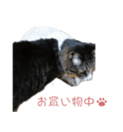 かわいい猫様の写真のスタンプ（個別スタンプ：22）