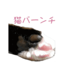 かわいい猫様の写真のスタンプ（個別スタンプ：23）
