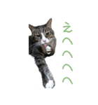 かわいい猫様の写真のスタンプ（個別スタンプ：24）