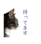 かわいい猫様の写真のスタンプ（個別スタンプ：25）