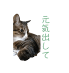 かわいい猫様の写真のスタンプ（個別スタンプ：26）