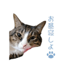 かわいい猫様の写真のスタンプ（個別スタンプ：27）