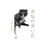 かわいい猫様の写真のスタンプ（個別スタンプ：28）