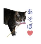 かわいい猫様の写真のスタンプ（個別スタンプ：29）