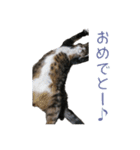 かわいい猫様の写真のスタンプ（個別スタンプ：30）