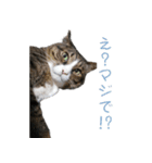 かわいい猫様の写真のスタンプ（個別スタンプ：32）