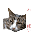 かわいい猫様の写真のスタンプ（個別スタンプ：33）