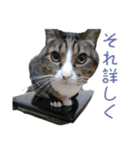 かわいい猫様の写真のスタンプ（個別スタンプ：34）