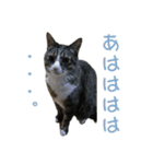 かわいい猫様の写真のスタンプ（個別スタンプ：35）