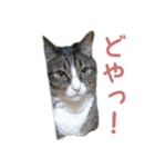 かわいい猫様の写真のスタンプ（個別スタンプ：36）