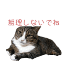 かわいい猫様の写真のスタンプ（個別スタンプ：37）
