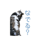 かわいい猫様の写真のスタンプ（個別スタンプ：38）