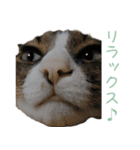 かわいい猫様の写真のスタンプ（個別スタンプ：39）