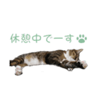 かわいい猫様の写真のスタンプ（個別スタンプ：40）