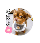 あももも（個別スタンプ：1）