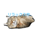 アコにゃんエマにゃん3（個別スタンプ：2）