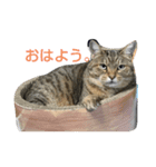アコにゃんエマにゃん3（個別スタンプ：5）