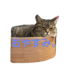 アコにゃんエマにゃん3（個別スタンプ：8）