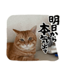 ちゃちゃてるりおてる（個別スタンプ：1）