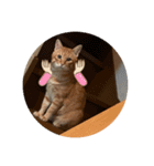 ちゃちゃてるりおてる（個別スタンプ：6）