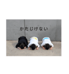 JAS 武道LINEスタンプ（空手・剣道）（個別スタンプ：5）