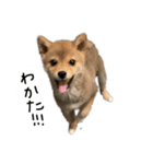 子犬こむぎ vol.1（個別スタンプ：1）