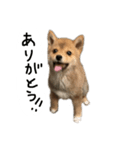 子犬こむぎ vol.1（個別スタンプ：2）