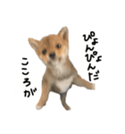 子犬こむぎ vol.1（個別スタンプ：3）
