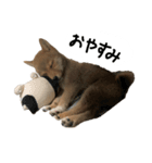 子犬こむぎ vol.1（個別スタンプ：4）