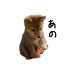 子犬こむぎ vol.1（個別スタンプ：5）