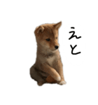 子犬こむぎ vol.1（個別スタンプ：6）