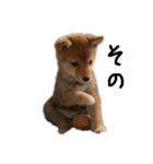 子犬こむぎ vol.1（個別スタンプ：7）