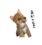 子犬こむぎ vol.1（個別スタンプ：8）