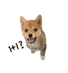 子犬こむぎ vol.1（個別スタンプ：9）
