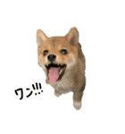 子犬こむぎ vol.1（個別スタンプ：10）