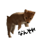 子犬こむぎ vol.1（個別スタンプ：11）