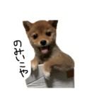 子犬こむぎ vol.1（個別スタンプ：12）