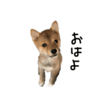 子犬こむぎ vol.1（個別スタンプ：13）