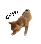 子犬こむぎ vol.1（個別スタンプ：14）