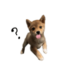 子犬こむぎ vol.1（個別スタンプ：15）