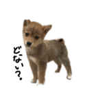 子犬こむぎ vol.1（個別スタンプ：16）